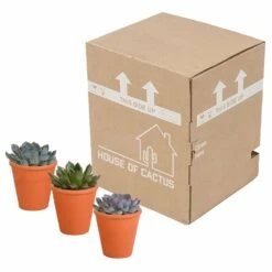 Echeveria Et Leurs Caches-pots Terracotta, Box De 3 Plantes - H12cm, ø9,5cm - Plantes D'intérieur 7 Echeveria Et Leurs Caches-pots Terracotta, Box De 3 Plantes - H12cm, ø9,5cm - Plantes D'intérieur -Magasin De Graines De Plantes b844b44b7419e9dd