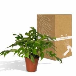 Monstera Minima - H25cm, ø15cm - Plante D'intérieur -Magasin De Graines De Plantes b8c87ee92749a24b