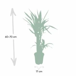 Yucca - H85cm, ø17cm - Grande Plante D'intérieur -Magasin De Graines De Plantes bb6cff045cc12a93
