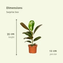 Box Suprise X6 - Plantes D'intérieur 7 Box Suprise X6 - Plantes D'intérieur -Magasin De Graines De Plantes bb903151827f8d7f