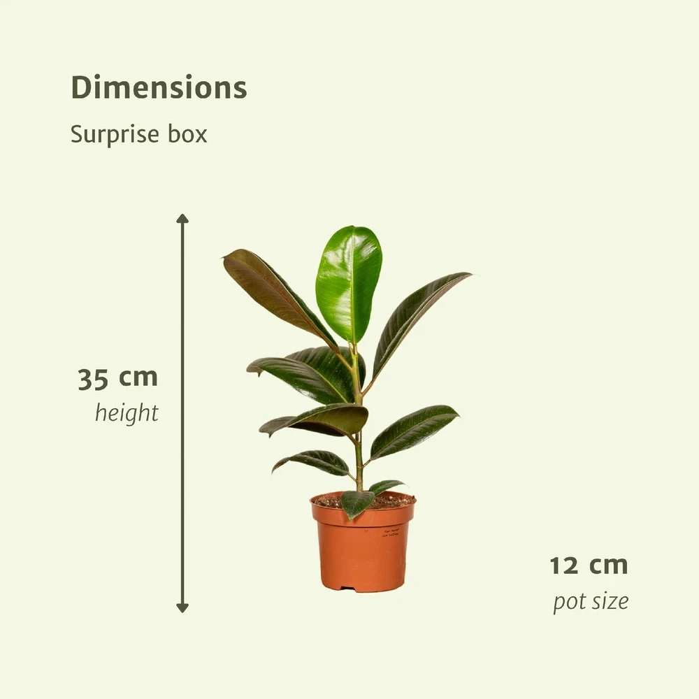 Box Suprise X6 - Plantes D'intérieur 3 Box Suprise X6 - Plantes D'intérieur – Image 3