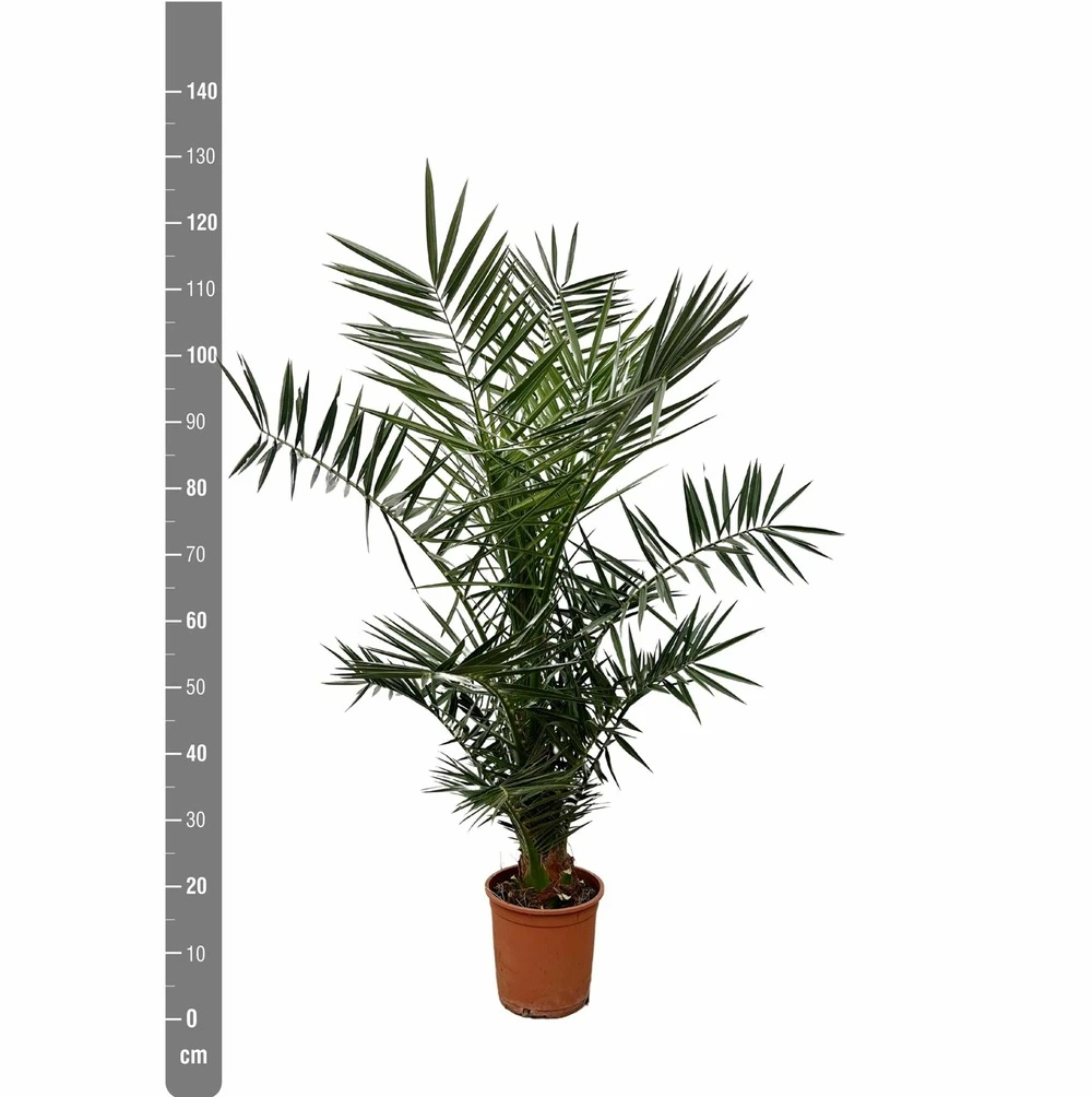 Palmier Des Canaries - H130cm, ø20cm - Très Grande Plante D'intérieur 2 Palmier Des Canaries - H130cm, ø20cm - Très Grande Plante D'intérieur – Image 2