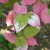 Actinidia Kolomikta - Actinidia Kolomikta 3l