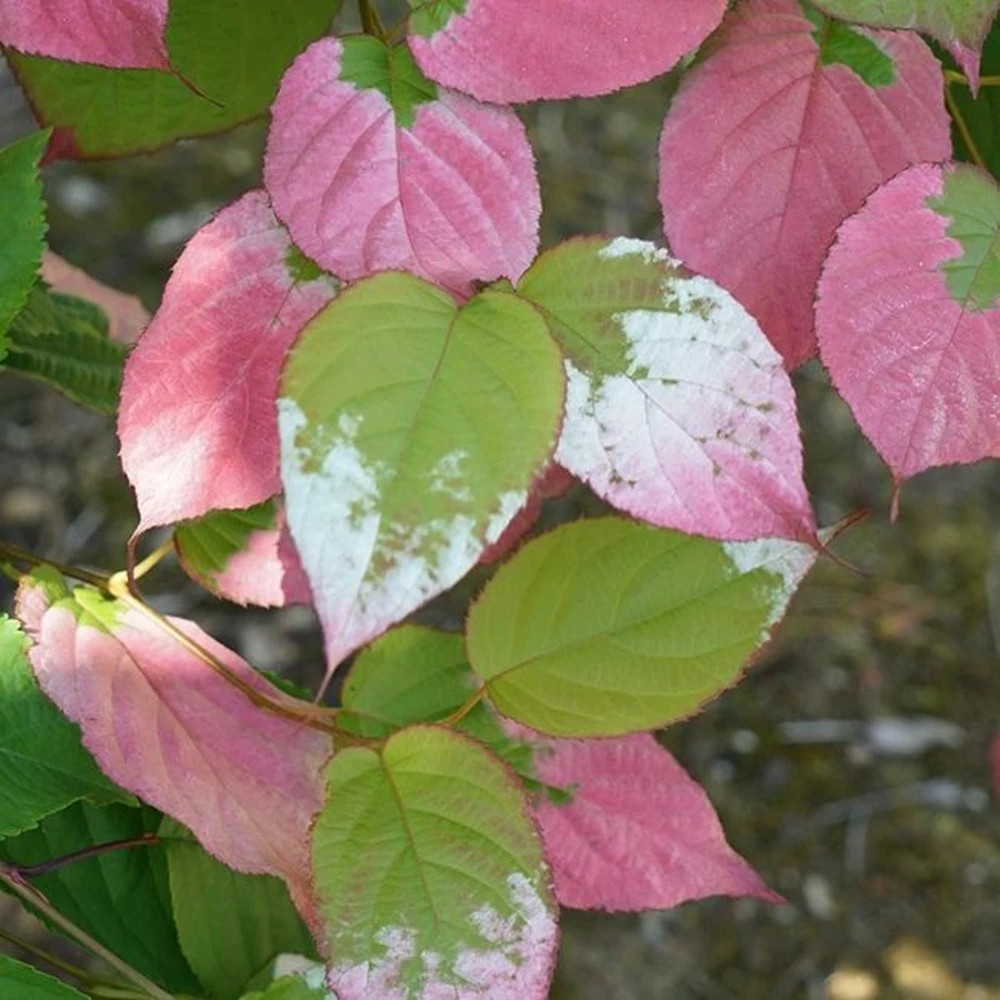 Actinidia Kolomikta - Actinidia Kolomikta 3l 1 Actinidia Kolomikta - Actinidia Kolomikta 3l
