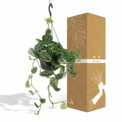Pothos Scindapsus Pictus Epipremnum - H25cm, ø15cm - Plante D'intérieur Tombante -Magasin De Graines De Plantes bda95ae17be74a59