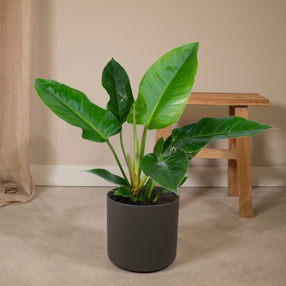 Philodendron Imperial Green - H65cm - ø19cm - Plante D'intérieur 2 Philodendron Imperial Green - H65cm - ø19cm - Plante D'intérieur – Image 2