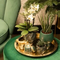 Haworthia Limifolia - ø6cm - H11cm, ø6cm - Plante D'intérieur -Magasin De Graines De Plantes bf7305019d958c28