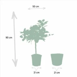 Ficus Elastica Melany, Ficus Benghalensis Audrey Et Leurs Paniers Noirs, Duo De Plantes - Grandes Plantes D'intérieur -Magasin De Graines De Plantes bfc6aa07fa1f577d