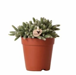 Rhipsalis Baccifera Horrida - H15cm, ø9cm - Plante D'intérieur