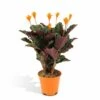 Calathea Crocata - H40cm, ø14cm - Plante D'intérieur