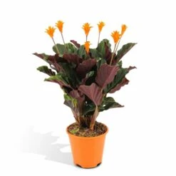 Calathea Crocata - H40cm, ø14cm - Plante D'intérieur