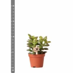 Crassula - H11cm, ø6cm - Plante D'intérieur -Magasin De Graines De Plantes c4e1906cdfe0566b