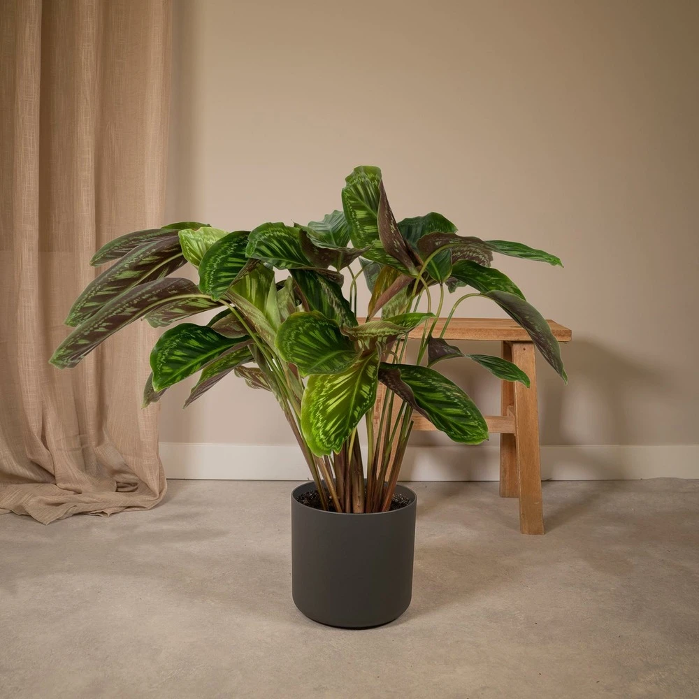 Calathea Flamestar - H75cm, ø19cm - Grande Plante D'intérieur 2 Calathea Flamestar - H75cm, ø19cm - Grande Plante D'intérieur – Image 2