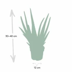Aloe Vera - H30cm, ø12cm - Plante D'intérieur Succulente 9 Aloe Vera - H30cm, ø12cm - Plante D'intérieur Succulente -Magasin De Graines De Plantes c62c5fdd3bcbbb2c