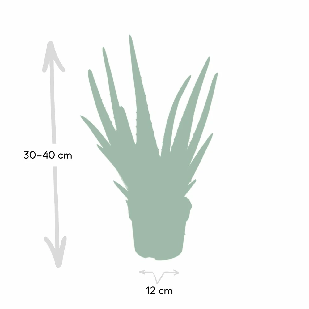 Aloe Vera - H30cm, ø12cm - Plante D'intérieur Succulente 5 Aloe Vera - H30cm, ø12cm - Plante D'intérieur Succulente – Image 5