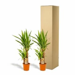 Yucca X2 - H90cm, ø17cm - Grandes Plantes D'intérieur 9 Yucca X2 - H90cm, ø17cm - Grandes Plantes D'intérieur -Magasin De Graines De Plantes c6d5abe3bceca92c