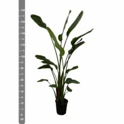 Strelitzia Nicolai Xxl - H180cm, ø24cm - Très Grande Plante D'intérieur 6 Strelitzia Nicolai Xxl - H180cm, ø24cm - Très Grande Plante D'intérieur -Magasin De Graines De Plantes c8034890acb344ba