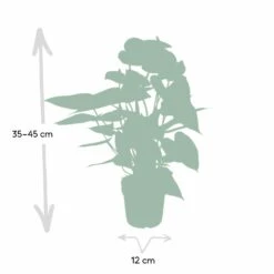 Anthurium Rouge - H40cm, ø12cm - Plante D'intérieur -Magasin De Graines De Plantes c9996e5be3d5689d