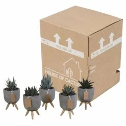 Gasteria, Haworthia Et Leurs Caches-pots, Box De 5 Plantes - H11cm, ø6,5cm - Plantes D'intérieur -Magasin De Graines De Plantes ca78553d44d0f269