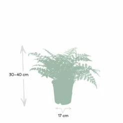 Asplenium Parvati - H30cm, ø17cm - Plante D'intérieur 8 Asplenium Parvati - H30cm, ø17cm - Plante D'intérieur -Magasin De Graines De Plantes cc2153ee3557ed44