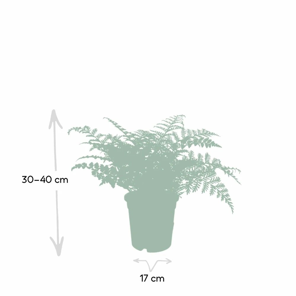 Asplenium Parvati - H30cm, ø17cm - Plante D'intérieur 4 Asplenium Parvati - H30cm, ø17cm - Plante D'intérieur – Image 4