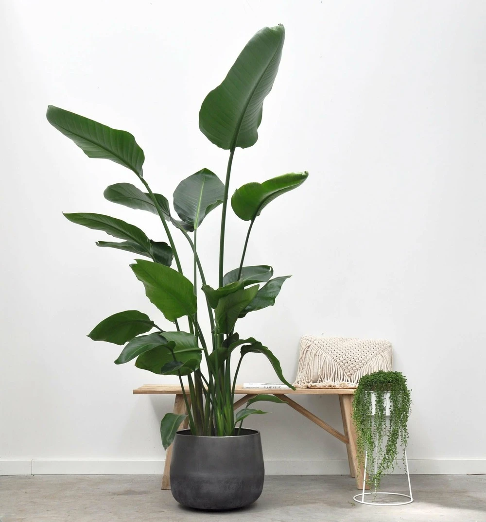 Strelitzia Nicolai Xxl - H180cm, ø24cm - Très Grande Plante D'intérieur 2 Strelitzia Nicolai Xxl - H180cm, ø24cm - Très Grande Plante D'intérieur – Image 2