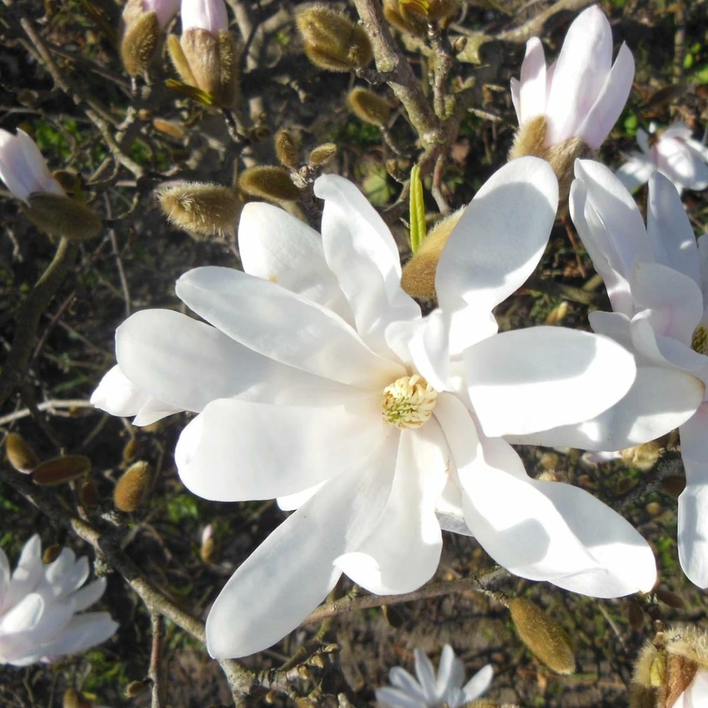 Magnolia étoilé Stellata/pot De 4l - 40/60 Cm 2 Magnolia étoilé Stellata/pot De 4l - 40/60 Cm – Image 2