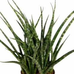 Sansevieria Fernwood Punk - H30cm, ø12cm - Plante D'intérieur Sans Entretien -Magasin De Graines De Plantes cda90238b05458e8