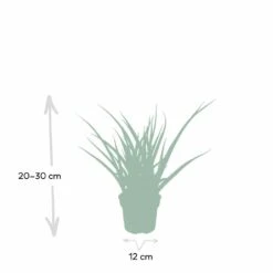 Sansevieria Fernwood Punk - H30cm, ø12cm - Plante D'intérieur Sans Entretien -Magasin De Graines De Plantes ce253637df77bdc2