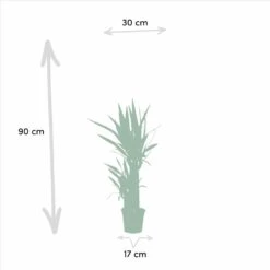 Yucca X3 - Grandes Plantes D'intérieur 9 Yucca X3 - Grandes Plantes D'intérieur -Magasin De Graines De Plantes ce4ed4497003ae8b