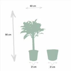 Ficus Elastica Melany, Ficus Benghalensis Audrey Et Leurs Paniers Noirs, Duo De Plantes - Grandes Plantes D'intérieur -Magasin De Graines De Plantes d392f1d78de46b53