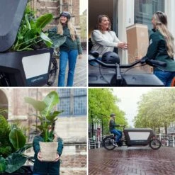 Rhipsalis Baccifera - H30cm, ø12cm - Plante D'intérieur Tombante -Magasin De Graines De Plantes d3a5bef6d9799bb3