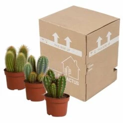 Cactus, Box De 3 Plantes - H15cm, ø10,5cm - Plantes D'intérieur -Magasin De Graines De Plantes d459fa507b1fa377