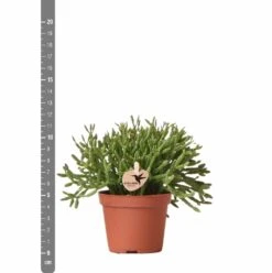 Rhipsalis Baccifera - H10cm, ø6cm - Plante D'intérieur -Magasin De Graines De Plantes d8a9a5d59c839e84