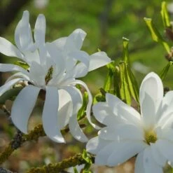 Magnolia étoilé Stellata/pot De 4l - 40/60 Cm 7 Magnolia étoilé Stellata/pot De 4l - 40/60 Cm -Magasin De Graines De Plantes d8d2b549ab6873c6