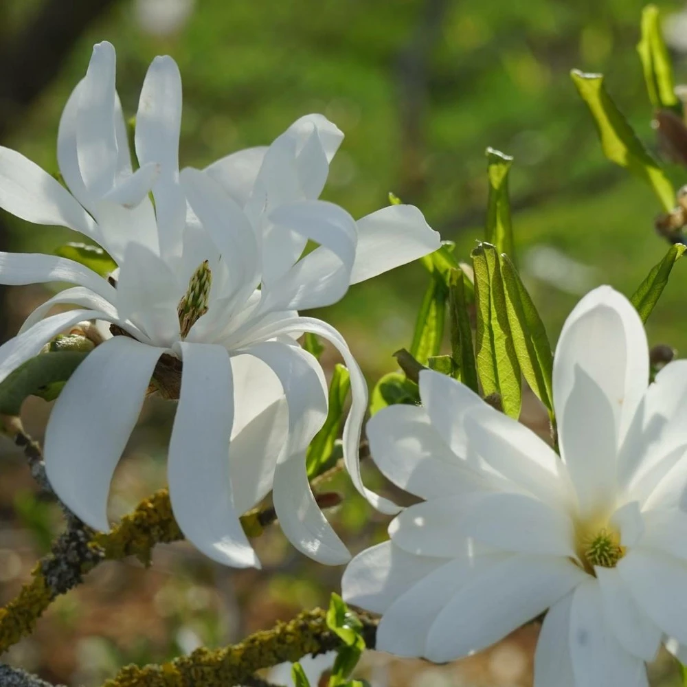Magnolia étoilé Stellata/pot De 4l - 40/60 Cm 4 Magnolia étoilé Stellata/pot De 4l - 40/60 Cm – Image 4