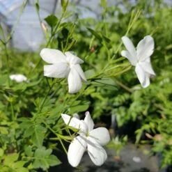 Jasmin De Grasse' - Jasminum Grandiflorum 3l 7 Jasmin De Grasse' - Jasminum Grandiflorum 3l -Magasin De Graines De Plantes db74d1bfad2ddd70
