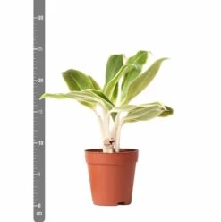 Plante Verte - Aglaonema Lipstick Green - H25cm, ø9cm - Plante D'intérieur -Magasin De Graines De Plantes dd249d9e41c4ce5a