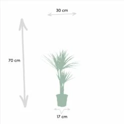 Dracaena Duo De Plantes - Plantes D'intérieur -Magasin De Graines De Plantes ddb813a1e94322b8