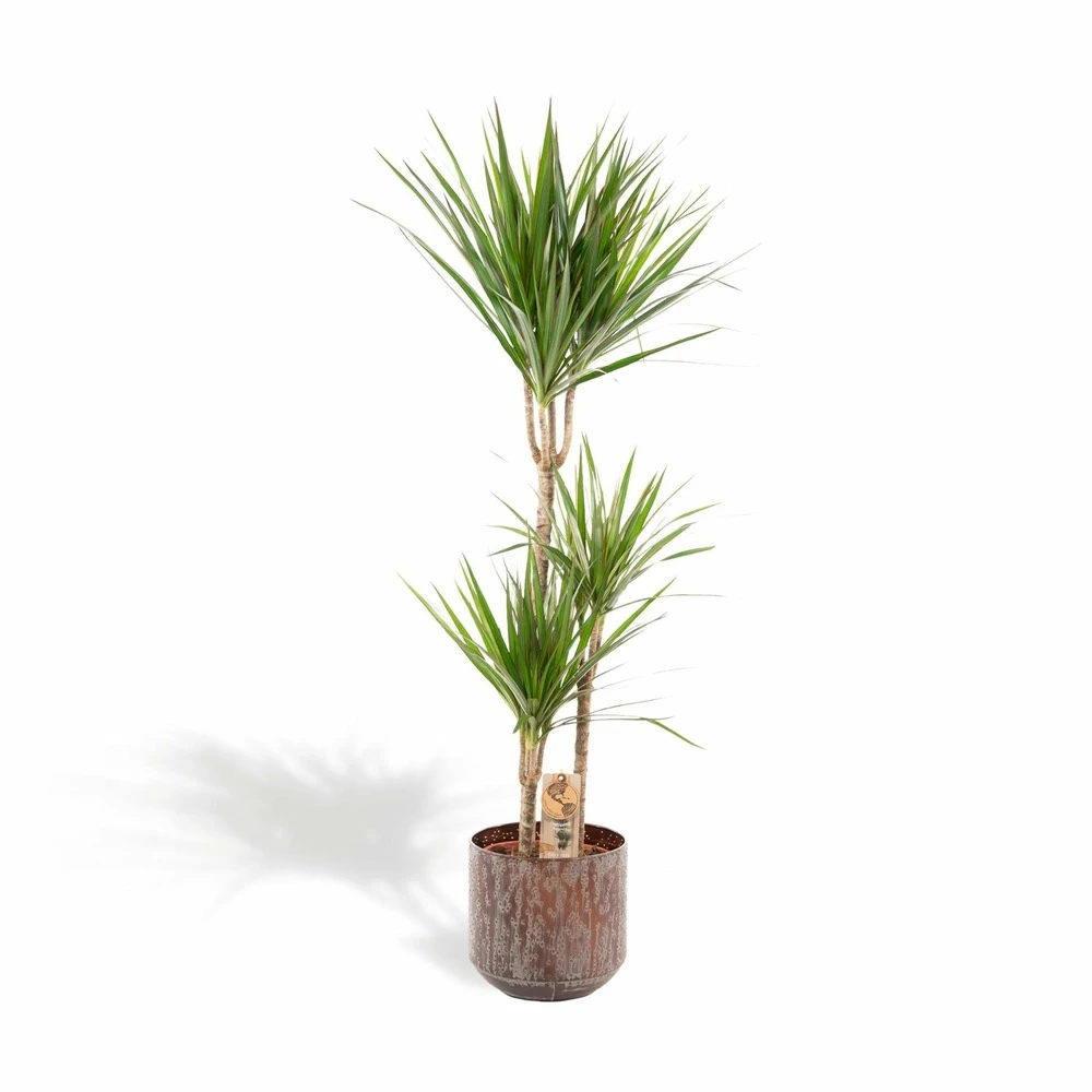 Dracaena Et Son Cache-pot Effet Rouille - H120cm, ø21cm - Très Grande Plante D'intérieur 1 Dracaena Et Son Cache-pot Effet Rouille - H120cm, ø21cm - Très Grande Plante D'intérieur