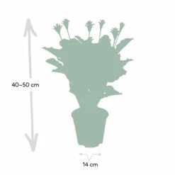 Calathea Crocata - H40cm, ø14cm - Plante D'intérieur -Magasin De Graines De Plantes df3661eddd8ff396