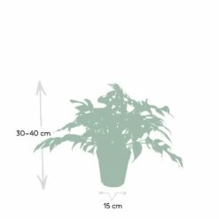 Monstera Minima - H25cm, ø15cm - Plante D'intérieur -Magasin De Graines De Plantes e0cdad191f93fb5b