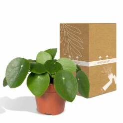 Pilea Peperomiodes - H20cm, ø12cm - Plante D'intérieur -Magasin De Graines De Plantes e3261d67a7583edf