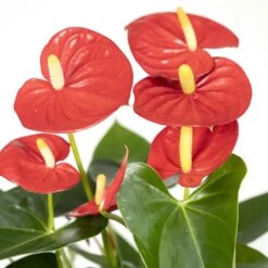 Anthurium Rouge - H40cm, ø12cm - Plante D'intérieur -Magasin De Graines De Plantes e3860a8fe5bc4c77