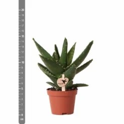 Aloe Brevifolia - H14cm, ø6cm - Plante D'intérieur Facile D'entretien 9 Aloe Brevifolia - H14cm, ø6cm - Plante D'intérieur Facile D'entretien -Magasin De Graines De Plantes e4866a2fa84e2daf