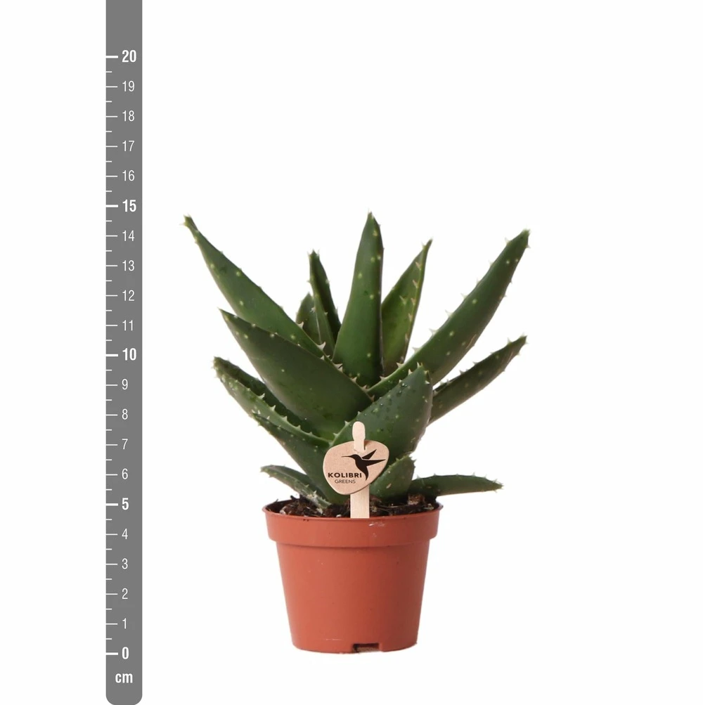 Aloe Brevifolia - H14cm, ø6cm - Plante D'intérieur Facile D'entretien 5 Aloe Brevifolia - H14cm, ø6cm - Plante D'intérieur Facile D'entretien – Image 5