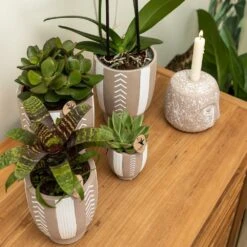 Echeveria Miranda - H13cm, ø9cm - Plante D'intérieur -Magasin De Graines De Plantes e48b09644112b9bd