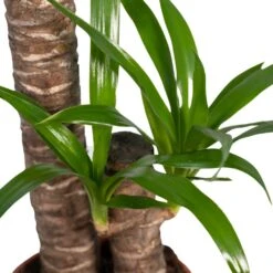 Yucca - H85cm, ø17cm - Grande Plante D'intérieur -Magasin De Graines De Plantes e6744fd062df925f