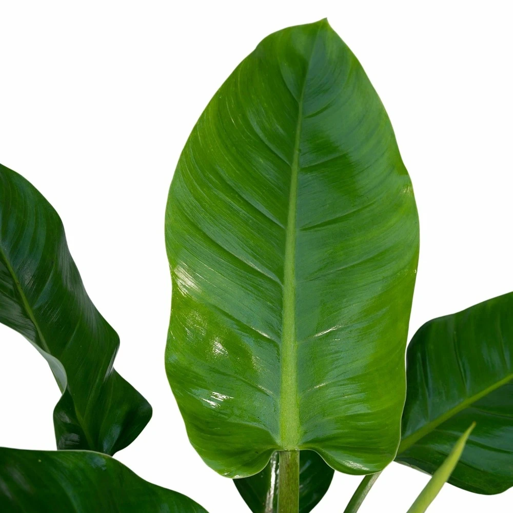 Philodendron Imperial Green - H65cm - ø19cm - Plante D'intérieur 3 Philodendron Imperial Green - H65cm - ø19cm - Plante D'intérieur – Image 3