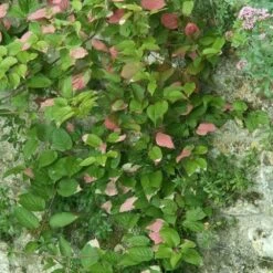 Actinidia Kolomikta - Actinidia Kolomikta 3l 5 Actinidia Kolomikta - Actinidia Kolomikta 3l -Magasin De Graines De Plantes e80ca545c0eec709